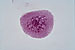 JR00279 fase zygóteno da meiose em Células-Mãe-dos-grãos-de-Pólen de Lillium candidum, coloração por carmim acético