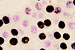 JR01186 autorradiografia in situ da 3H-timidina incorporada nos núcleos, Vicia faba meristema radicular, coloração de Feulgen