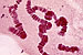 JR01269 cromossomas politénicos das glândulas salivares da larva do mosquito Chironomus riparia (Diptera), 40x