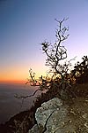 silhueta tronco-despido-oliveira crepusculo ocaso mar rocha falésia Parque-Natural-Arrábida