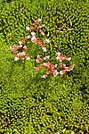 flores rosado arroz-dos-telhados Sedum album Crassulaceae 