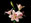 Liliácia ornamental