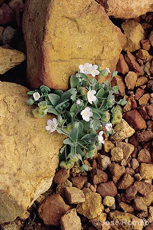 06386A Omphalodes kuzinskyanae, o mais raro endemismo do Cabo da Roca (reprodução em tamanho natural). planta flores branco pedras ocre Parque-Natural-Sintra-Cascais