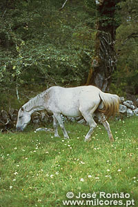 01350 garrano branco pastando prado Parque Nacional da Peneda-Ger�s cavalo floresta